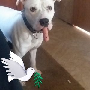 Meet your Posher, Steven